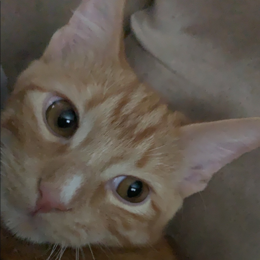 Meet your Posher, Destiny